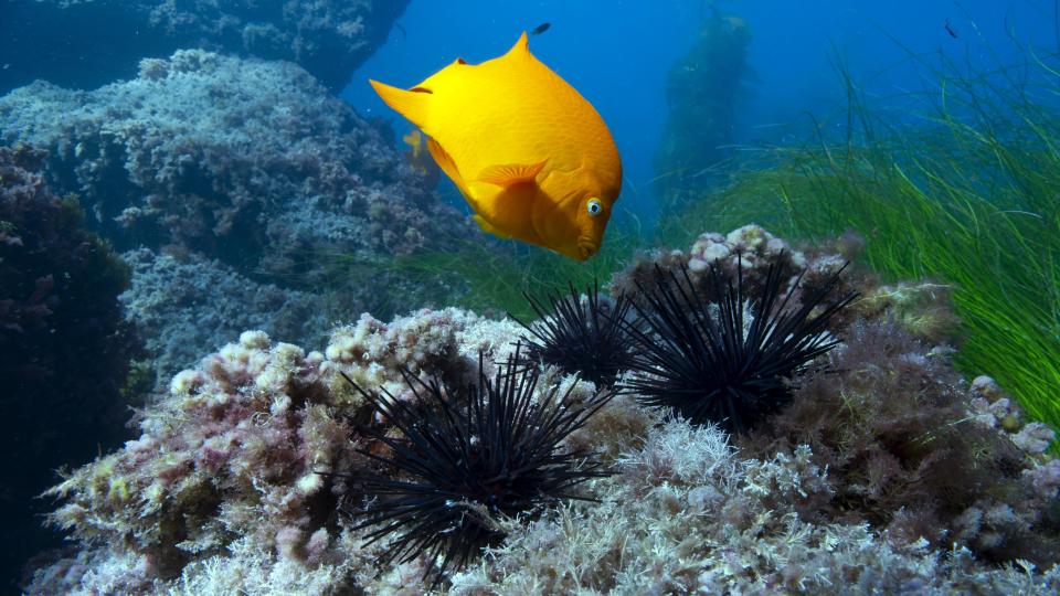  The Garibaldi fish defends its territory – filled with tiny creatures it eats –  in the Californian kelp forests. It re­moves pests of all kinds and sea urchins with its mouth.