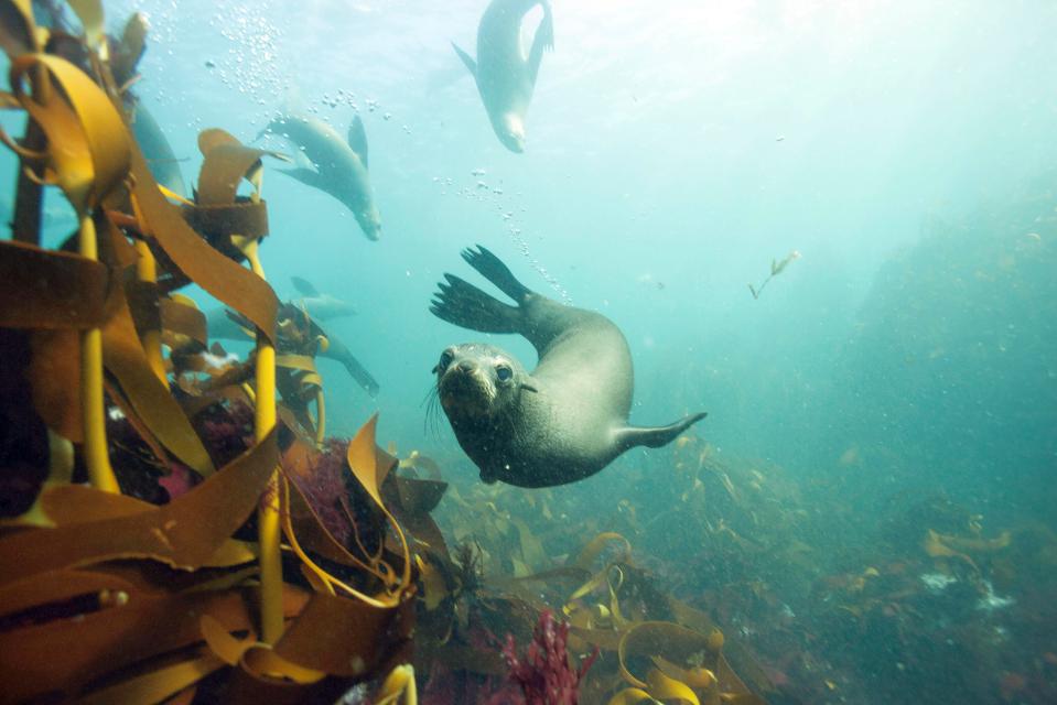  A brown fur seal hunts in the kelp forests off the Cape of Good Hope in South Africa but struggles to find its prey – crafty small octopuses that take shelter under shells.