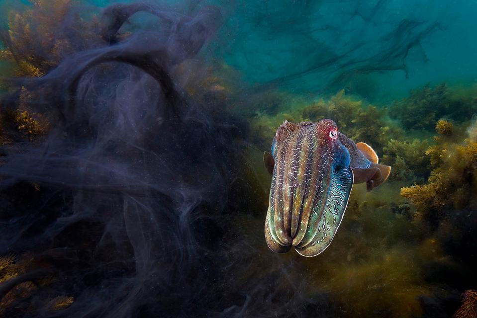  In the first of our exclusive snaps from next week’s Blue Planet II, a giant cuttlefish tricks a rival to steal his mate during the annual mating season off south Australia.