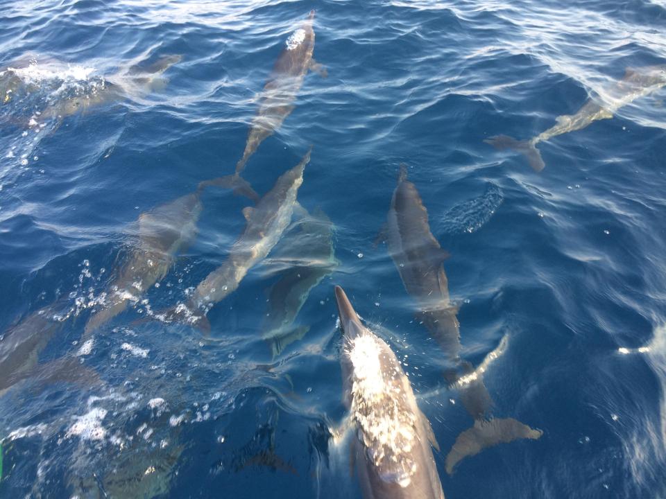  Swim among a pod of over 100 dolphins