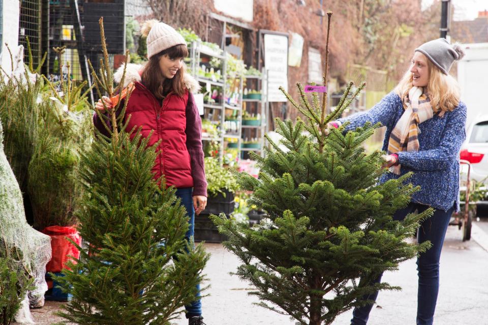  There are several things you can do to reduce the risk of mould spores in your home, like hosing down your tree before you take it inside