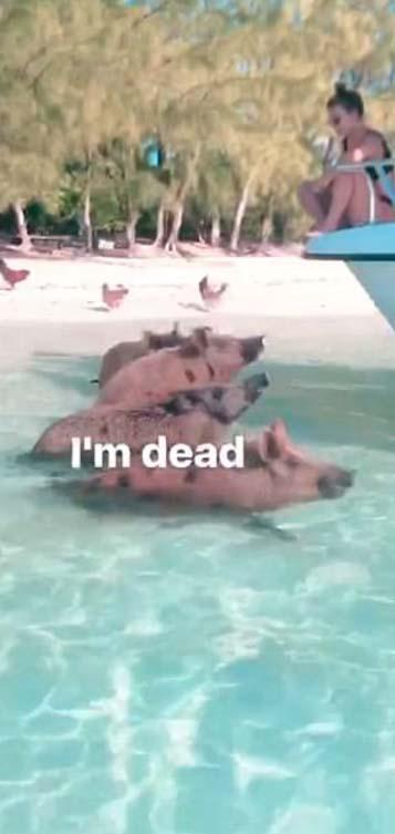  Bella posted pictures of the wild pigs swimming right by them