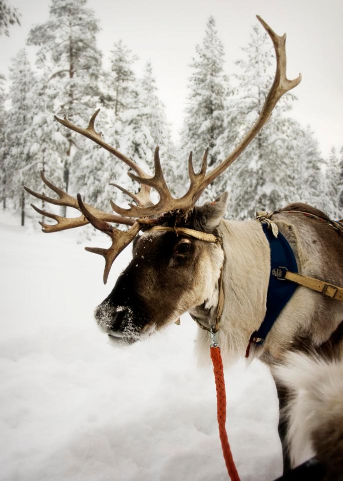  Male reindeer shed their antlers before mid-December, meaning only the females have them at Christmas