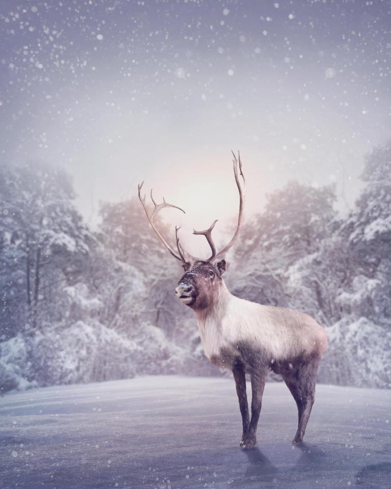  If Rudolph were a bloke, she'd have no antlers at Christmas, unlike female reindeer