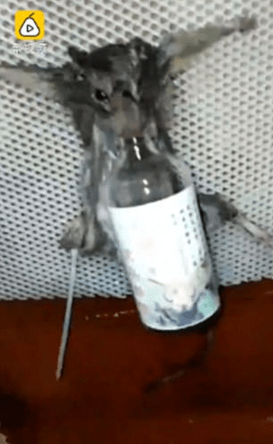  The rat after being doused in the highly flammable drink