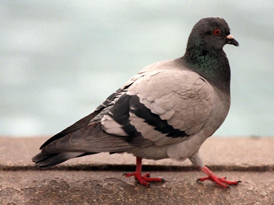  The pigeons were observed in the University of Iowa