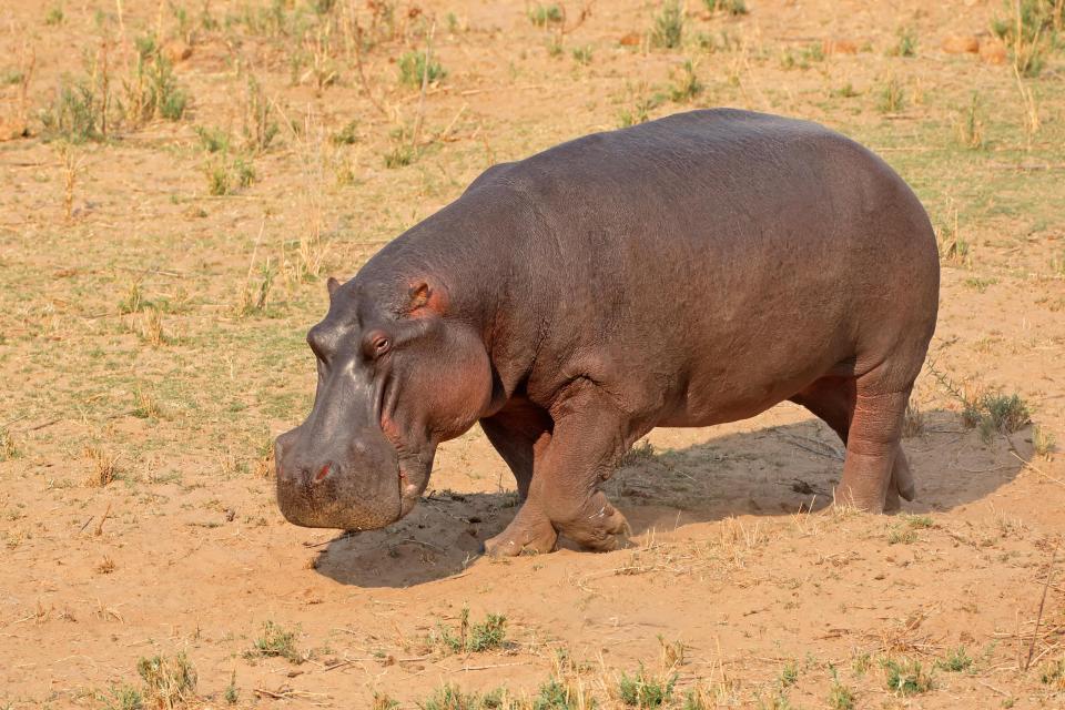  This hippo was spotted at the Kruger National Park in South Africa