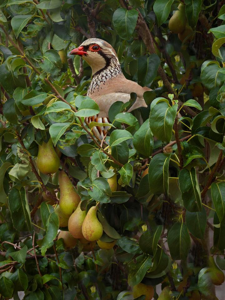  A Grey Partridge pictured in a pear tree