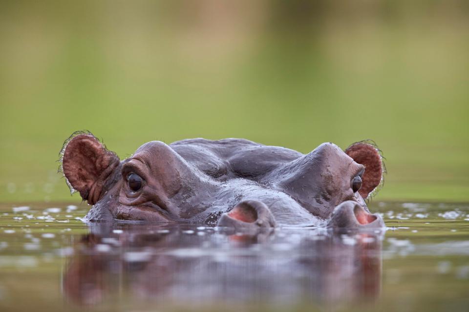  Another of the hippos at the Kruger National Park