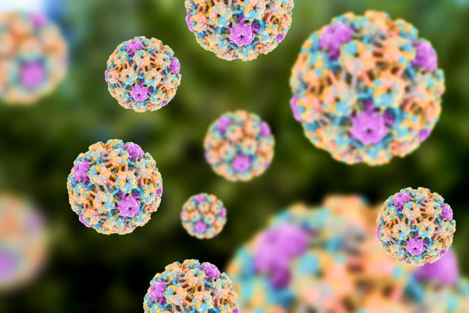  The human papillomavirus (HPV) is a very common sexually transmitted disease which affects at least half of people who are sexually active