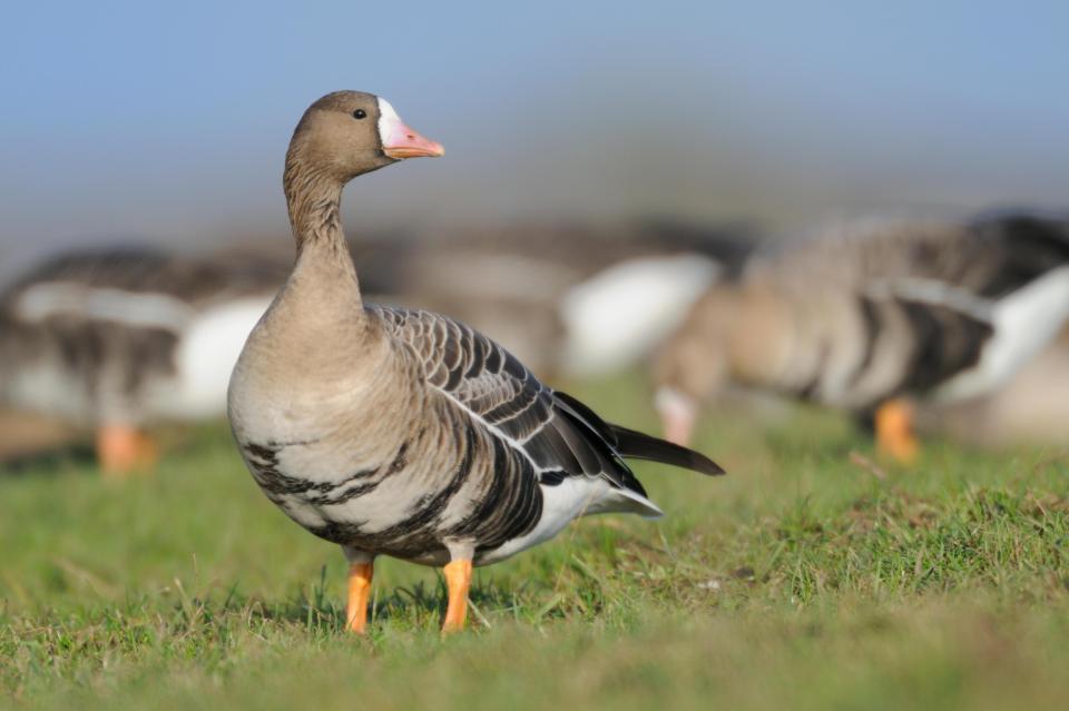  Environment Secretary Michael Gove thinks endangered birds will be better looked after once Brexit is complete