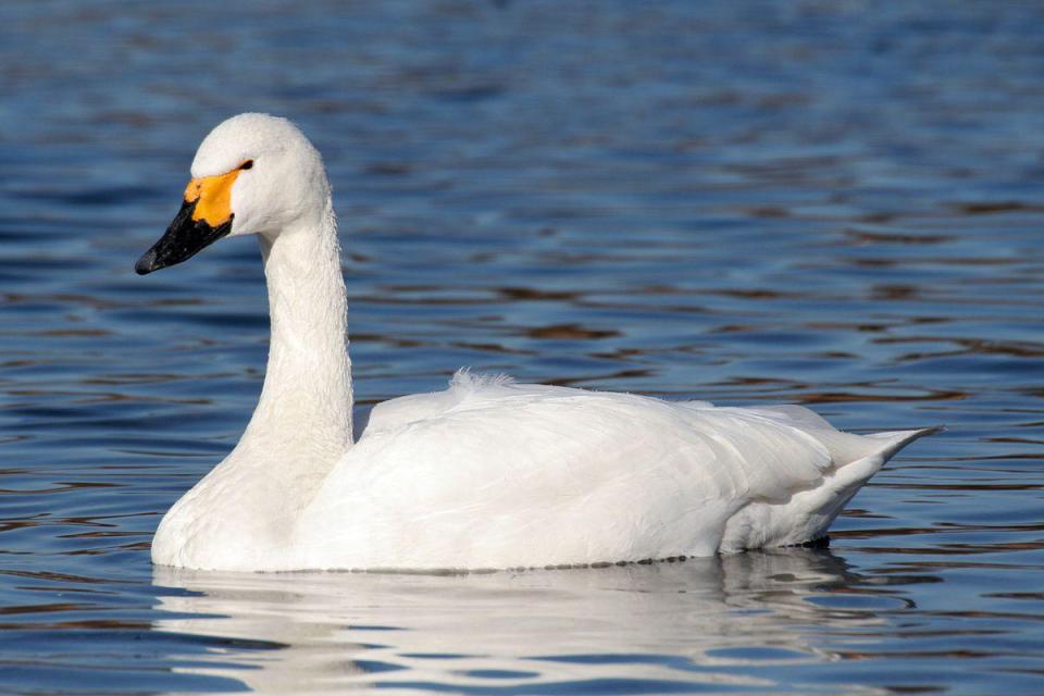  The Bewick's Swan could be in danger