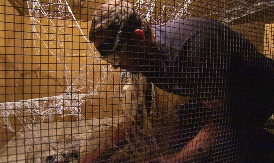  As part of the task he had to go crawl through tunnels, endure creepy crawlies and be confronted with crocs