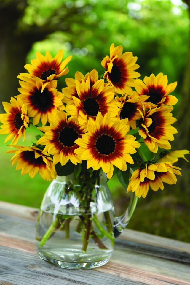 We may be nearing the darkest day of the year, but a horticultural firm has invented sunflowers that thrive in the darkest days of winter