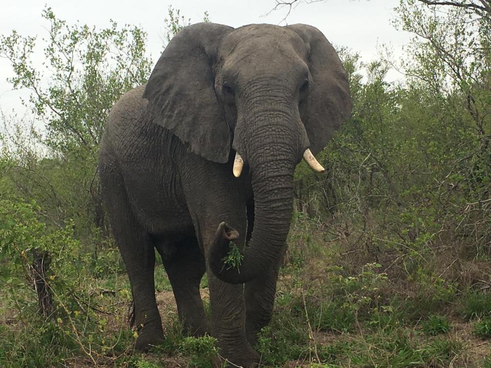  The reserve rangers warned that you should never run if an elephant charges