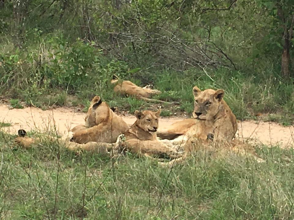  This pride of lionesses and their cubs just sat lazing on the path as the sun rose, before retiring to the shade under a tree