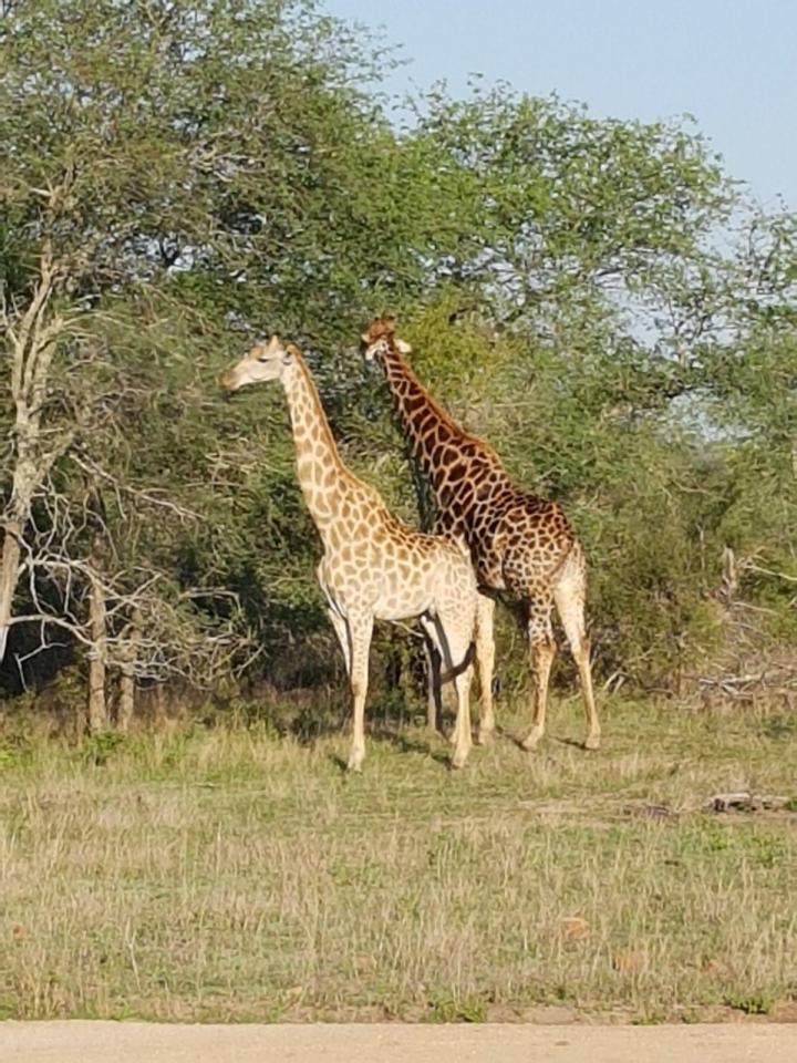  Also spotted were beautiful giraffes