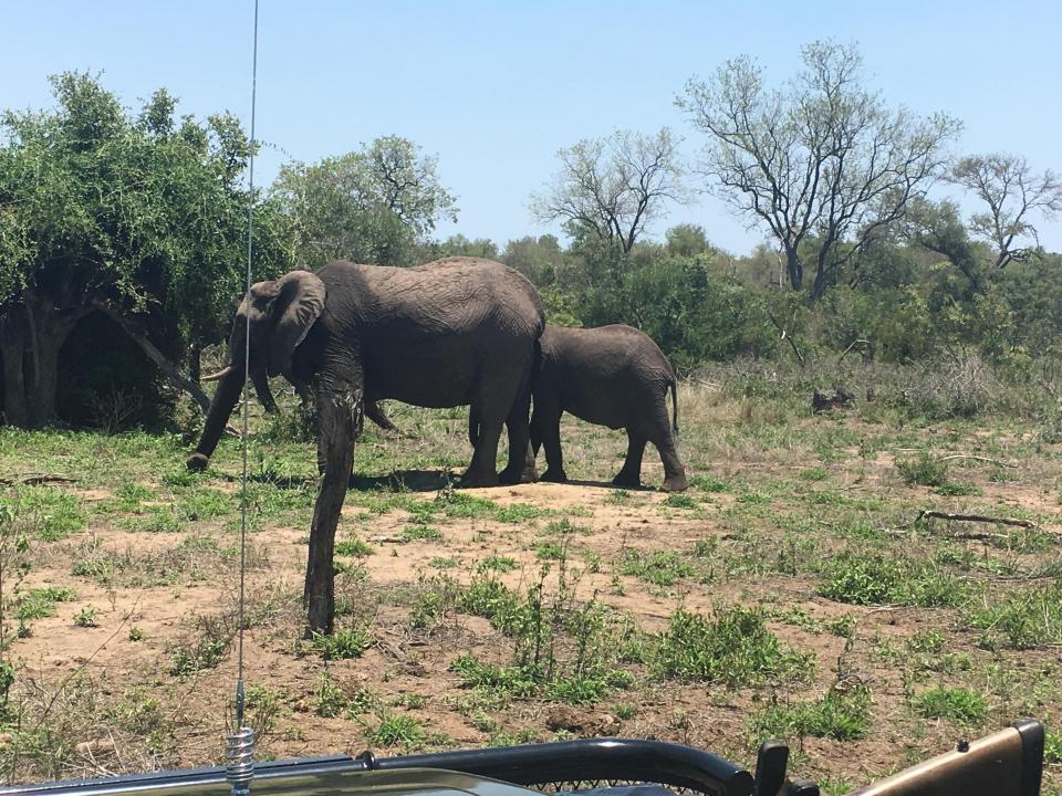  As soon as the baby elephant came out we were warned to walk, not run, back to the jeep