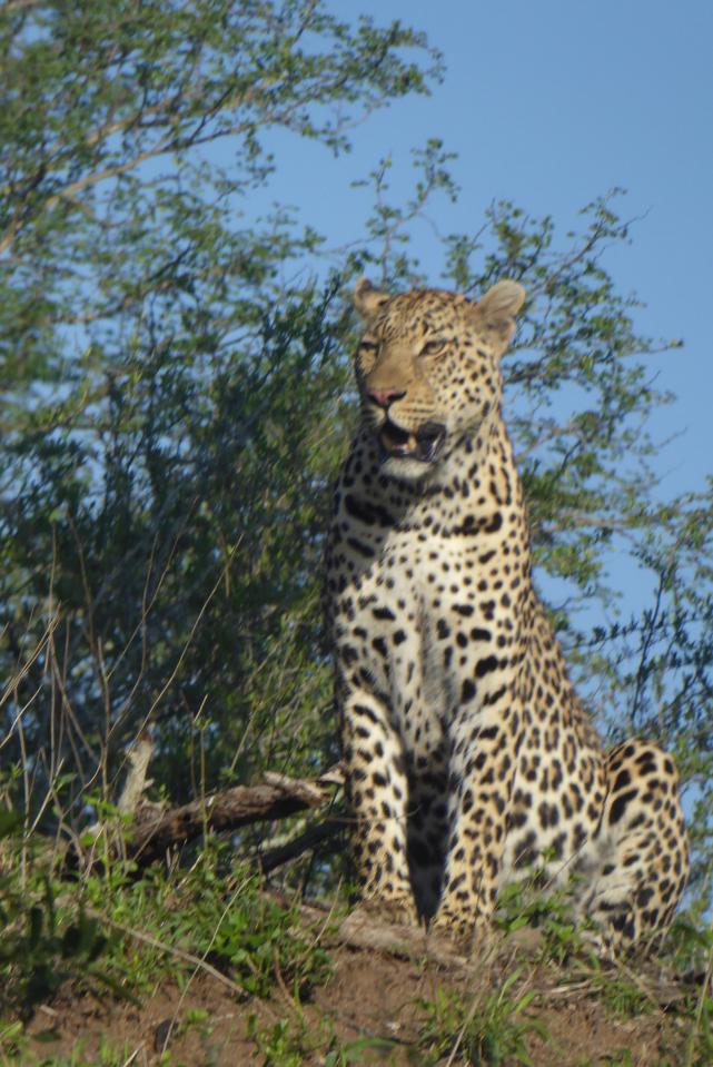  This leopard looks as though it was stalking its prey