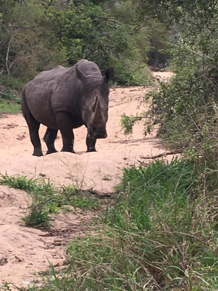  I also had the chance to 'stare out' this rhino