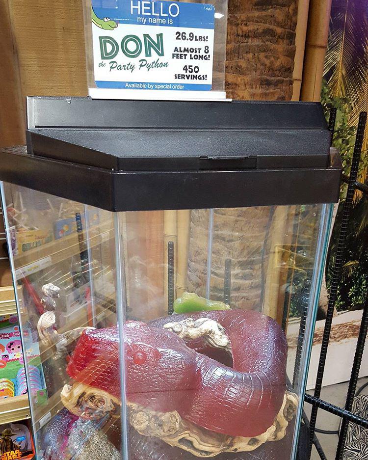 The sugary snake makes a realistic reptile and is life-sized