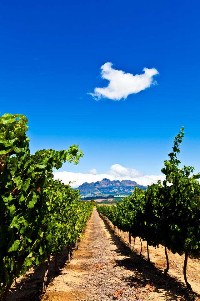  You can have a grape time at Stellenbosch and it's just outside Cape Town