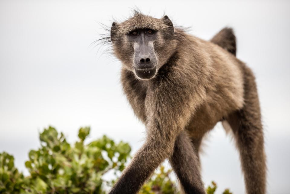  Look out for a chacma baboon on your visit