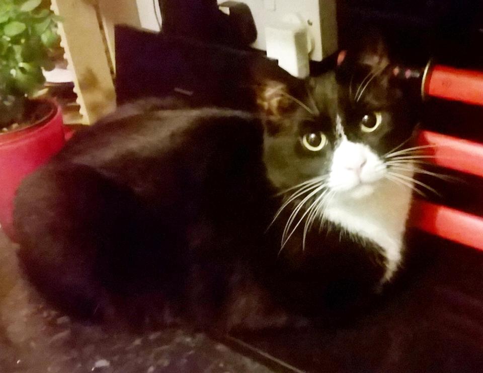  On October 7 and 13, two unnamed cats were found in Duston before the latest discovery on November 18, which prompted Northamptonshire Police to issue advice to owners, which includes keeping all cats and rabbits indoors at night