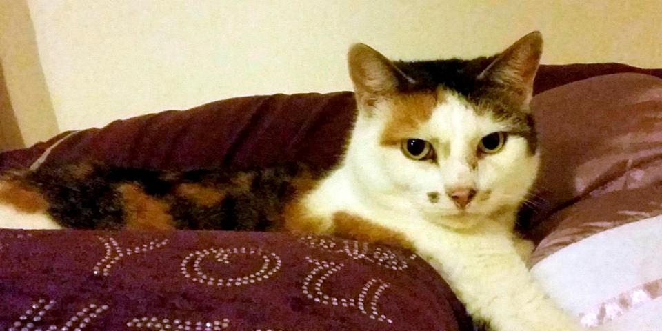  Amber, pictured, was found without a head or tail in March last year