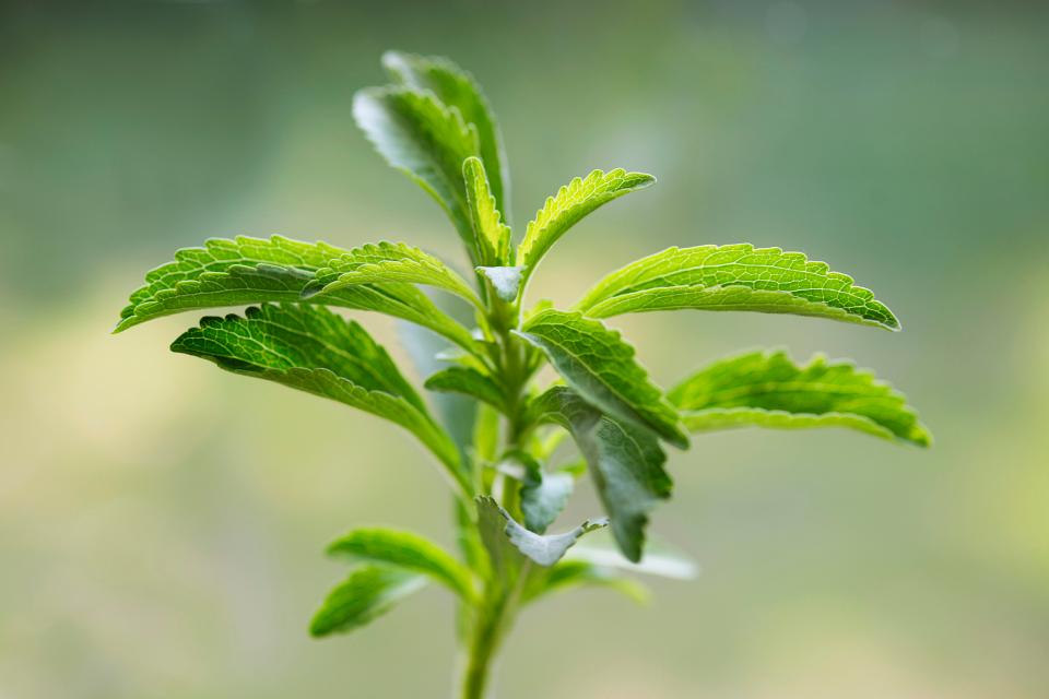  Natural sweeteners such as stevia, pictured, and xylitol are recommended to artificial alternatives