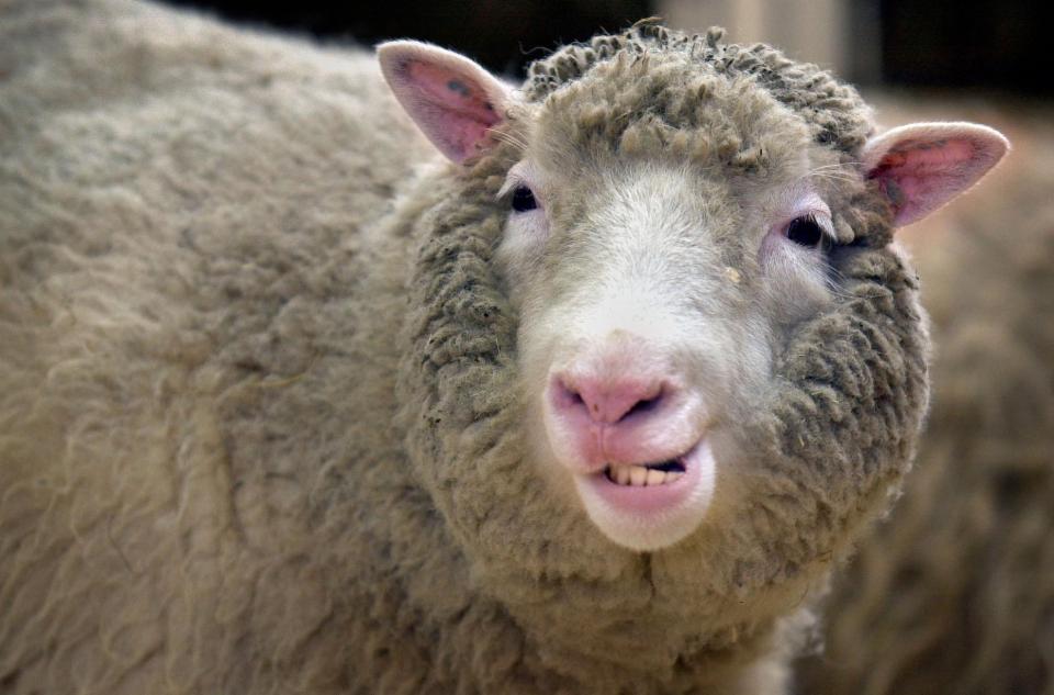  Macaques Zhong Zhong and Hua Hua were cloned using the same methods used with Dolly the sheep