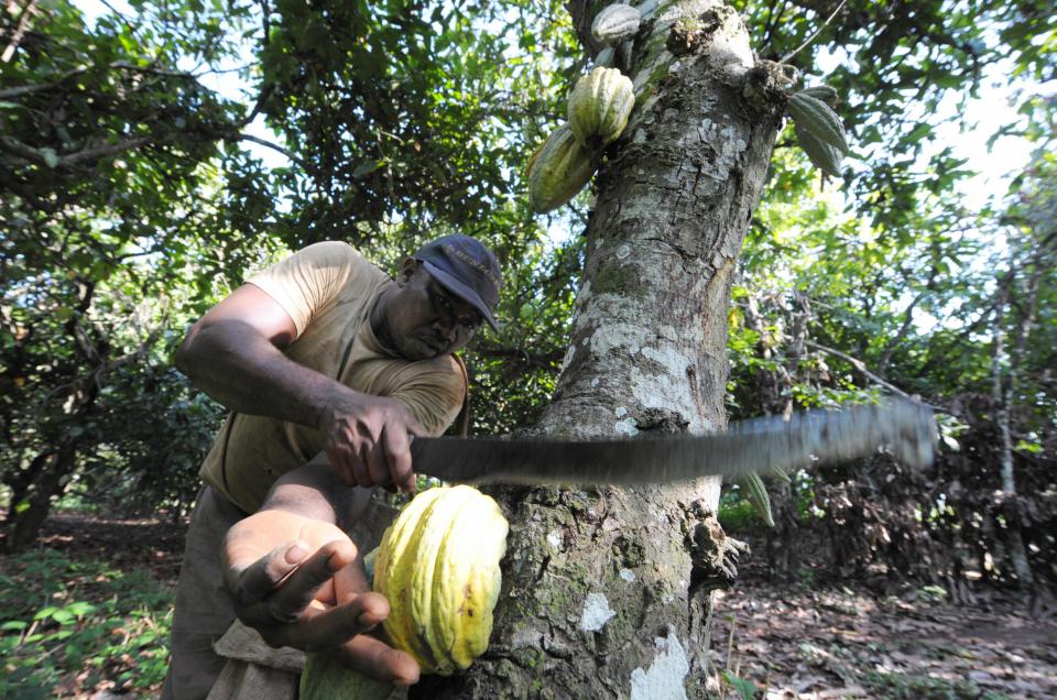  A farmer harvests cocoa beans in Ivory Coast, the world's chocolate growing capital