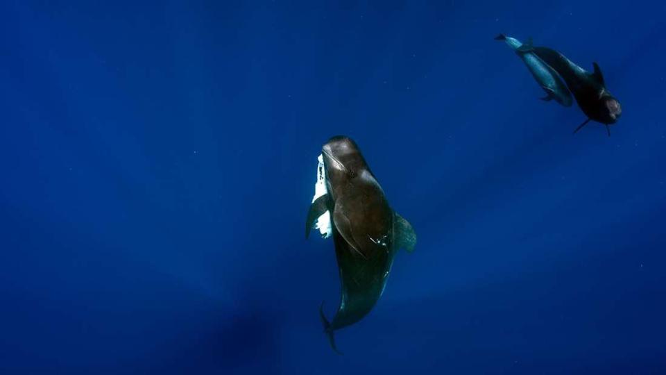  BBC show Blue Planet depicted a dead baby pilot whale