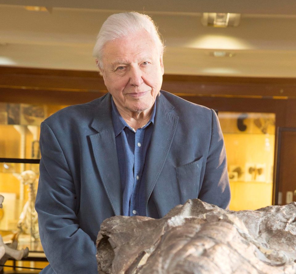  David Attenborough is deemed as one of the most trusted celebs, according to Brits