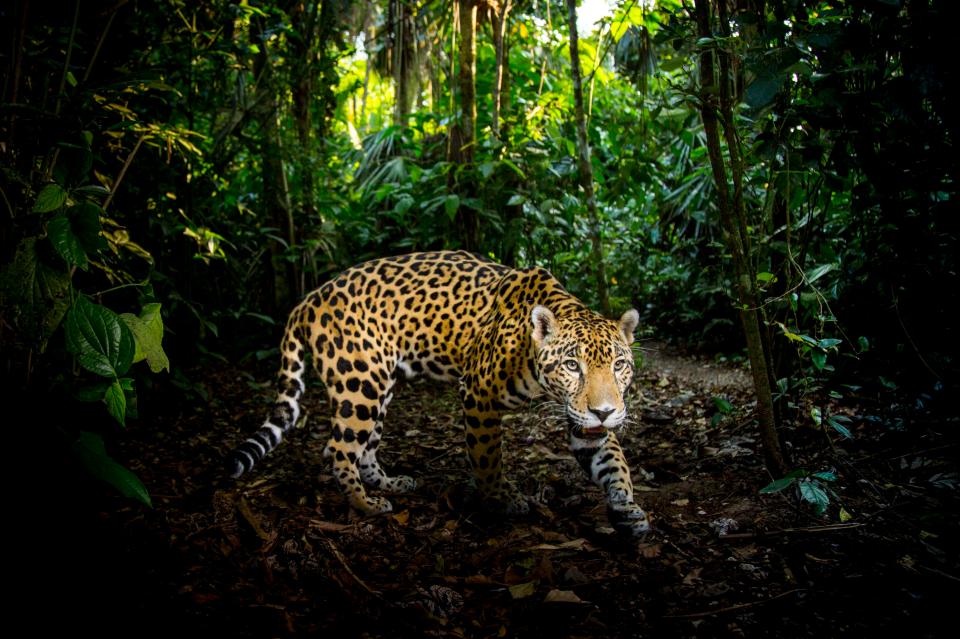  The BBC's next big nature hit focuses on the many members of the Big Cat family