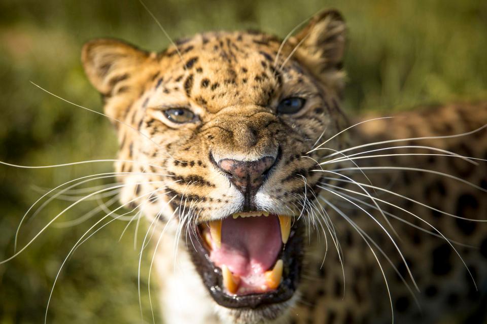  BBC Studios’ Natural History team have spent two years following Big Cats around 14 different countries - filming more than 31 out of the 40 species