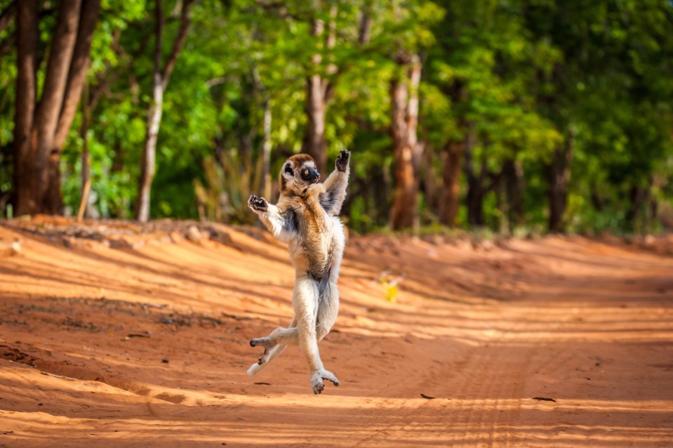 The Verreaux’s Sifaka is known as the Dancing Sifaka