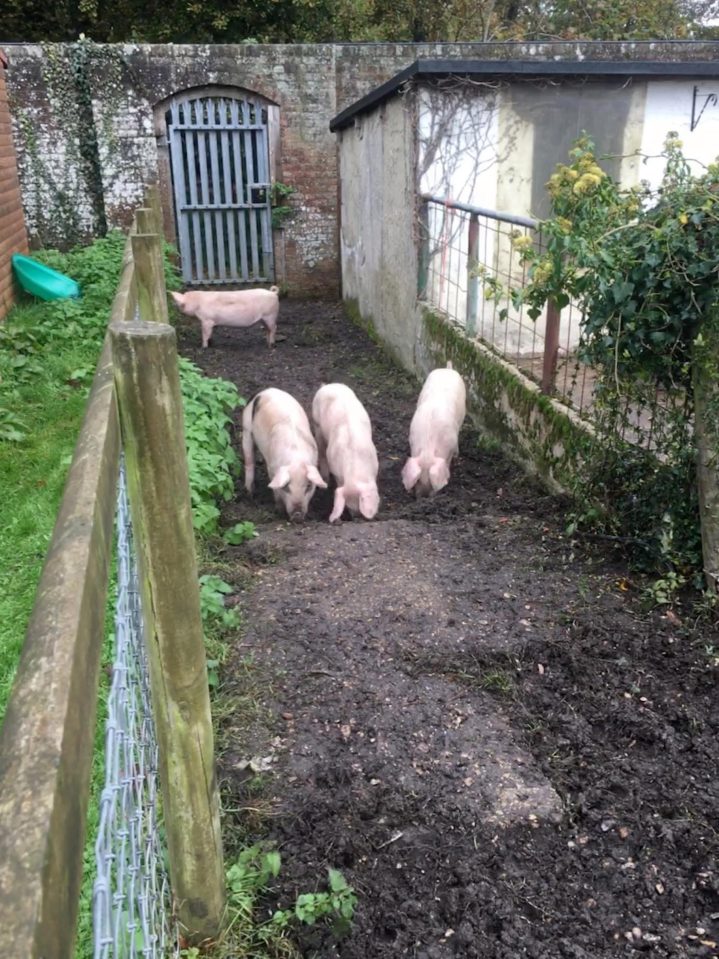  These little piglets were taken in by a school in Lymington only to be later sent to a slaughterhouse