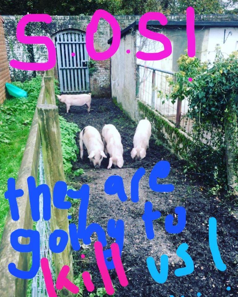  Horrified parent Vincent Cook published this picture of the little piglets on Instagram, to voice his concerns