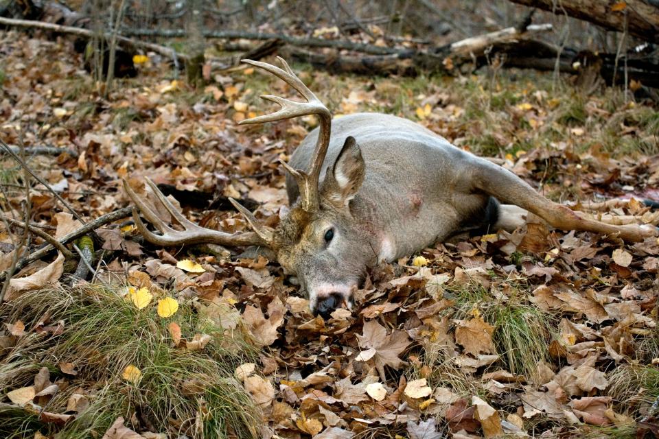  Chronic Wasting Disease is always fatal in deer. File picture