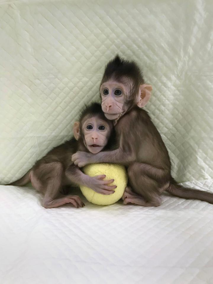 Monkey clones