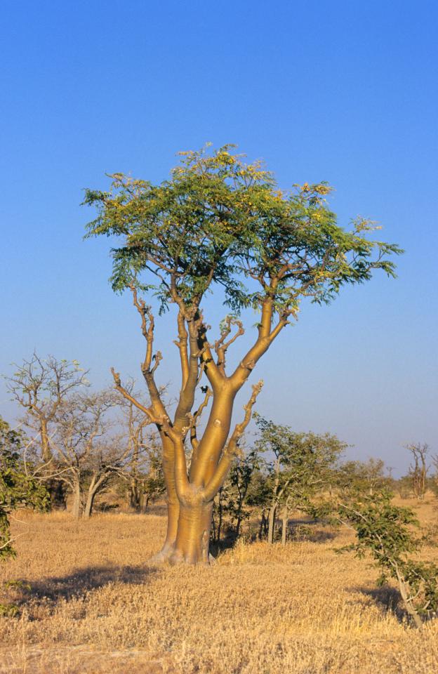  Moringa trees grow in many countries south of the equator