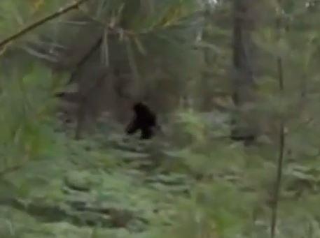 The apparently ape-like figure can be seen moving slowly plodding away