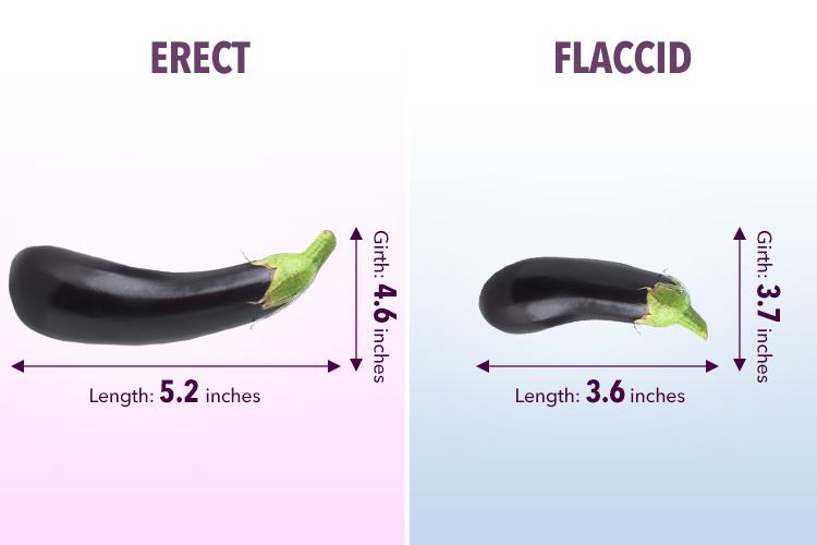  On average an erect penis measures about 5.2 inches long and a flaccid penis measures at 3.6 inches long