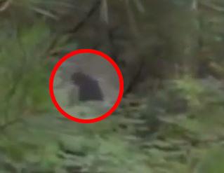 Is this bigfoot or is it a hoax?