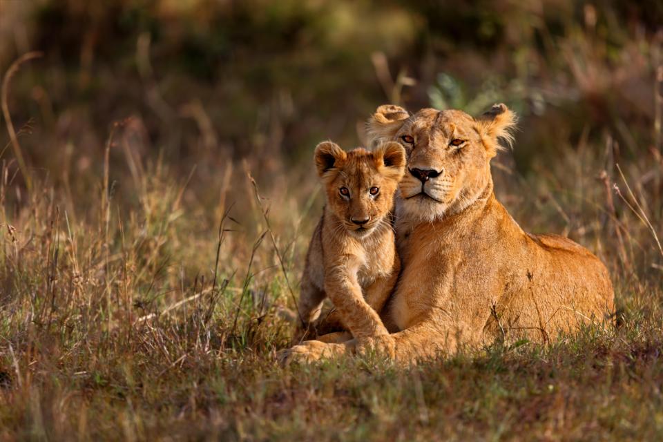  A pride of lions has mauled a hunter to death then devoured his body