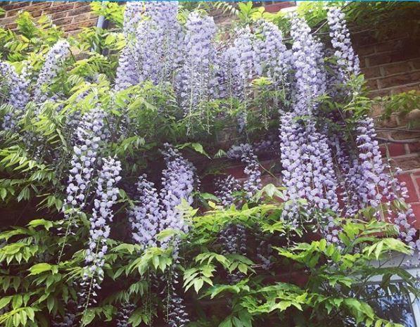  Holly was delighted to see wisteria growing on her brick walls