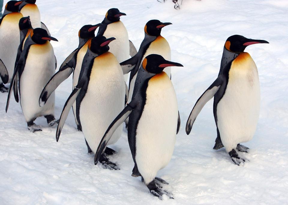  The tongue-in-cheek guide to walking like a Penguin could avoid slippy spills for Brits this week