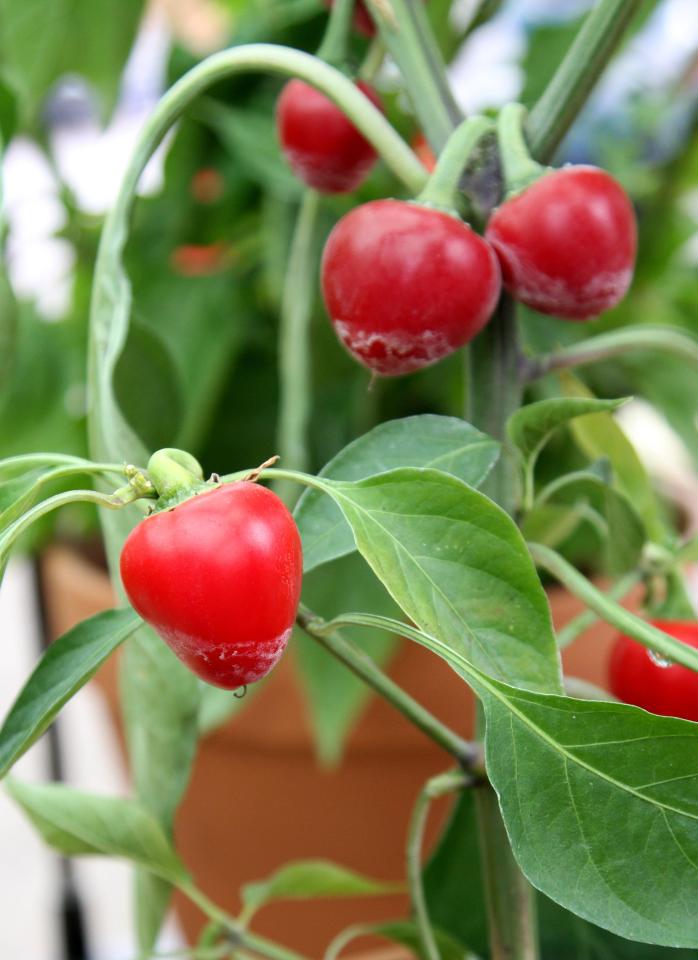  The naga chilli is one of the hottest in the world. It measures at over 855,000 on the scoville scale. 171 times hotter than a jalapeno