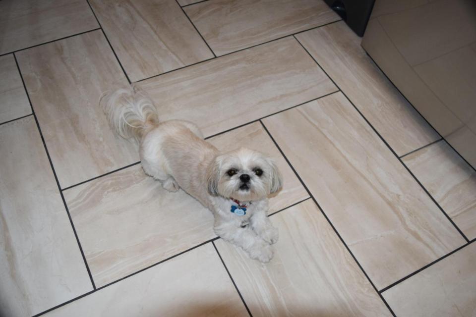  A good effort from Richard Atkins's dog who loves to spend some downtime lying on the floor tiles but those gorgeous dark eyes and nose are a bit of a giveaway